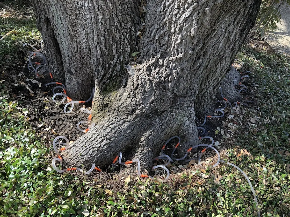 Detailed Tree Cabling and Bracing job site in New Raymer