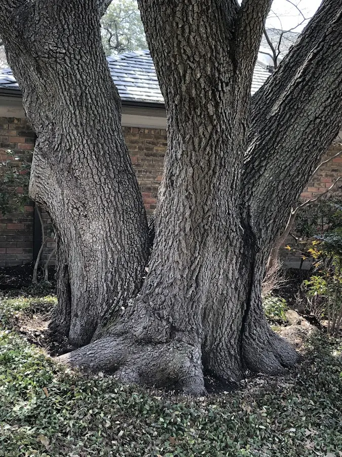 Mature heritage tree close to a New Raymer property cared for by certified arborists