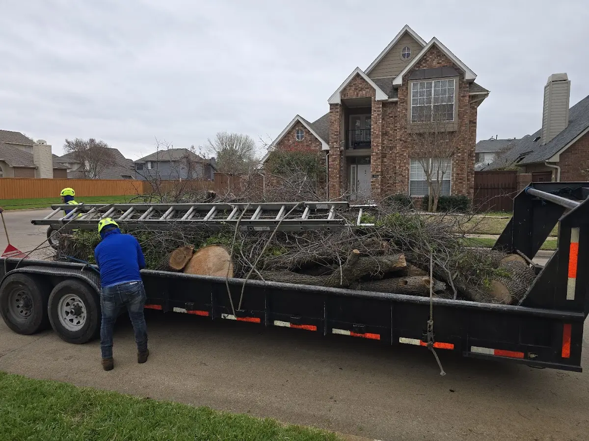Expert Tree Removal with proper safety equipment in New Raymer